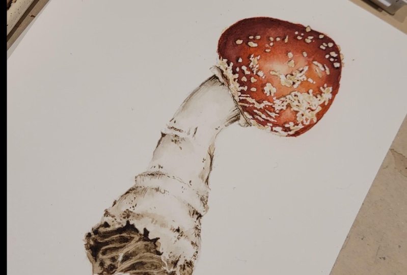 Amanita muscaria