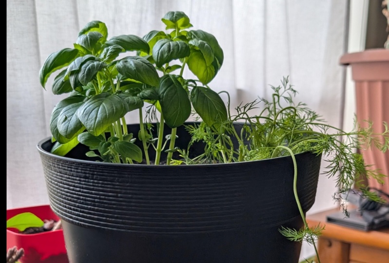 Basil & Dill
