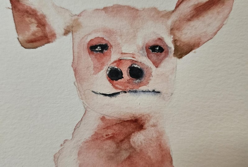 Cute baby animals