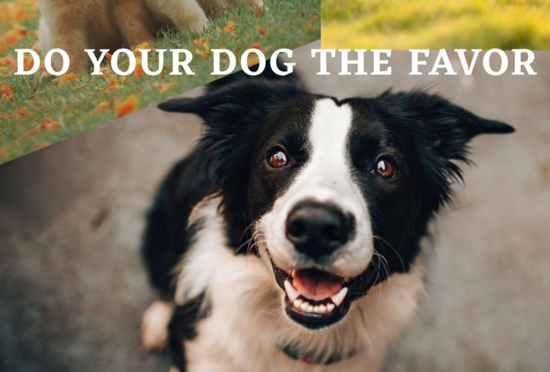 Multivitamin for Dogs