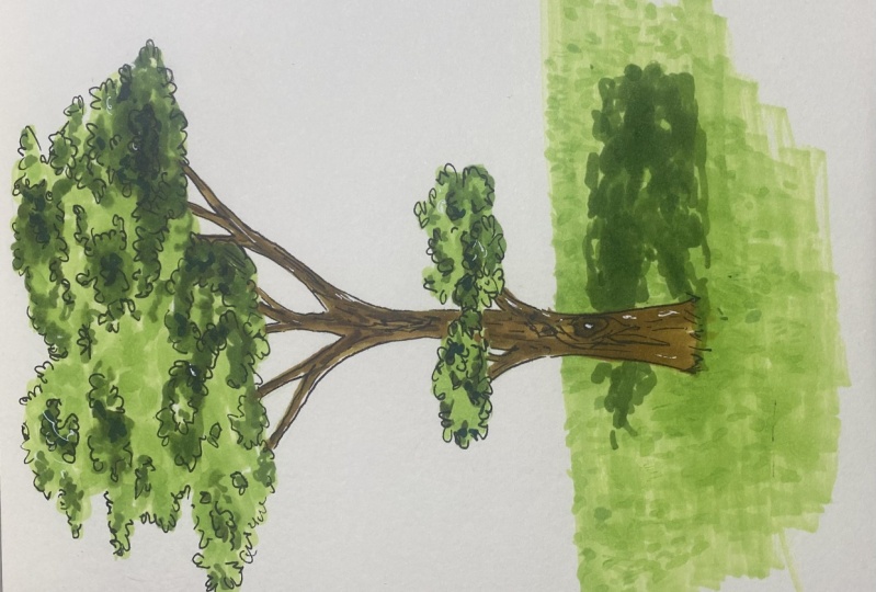 Drawing Tree with Alcohol Markers