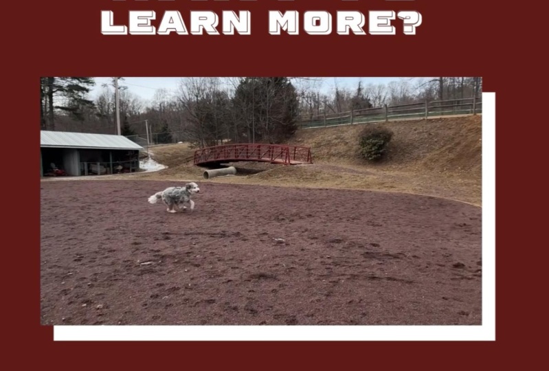 Dog info slide