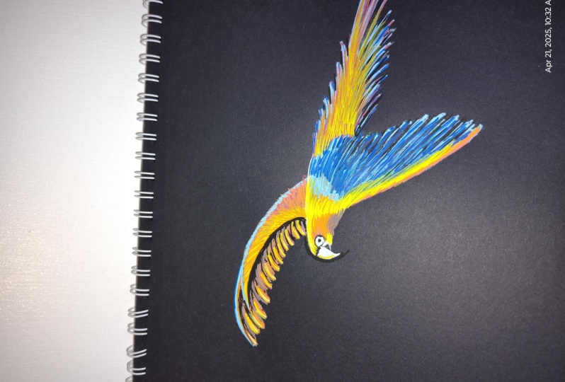 Macaw