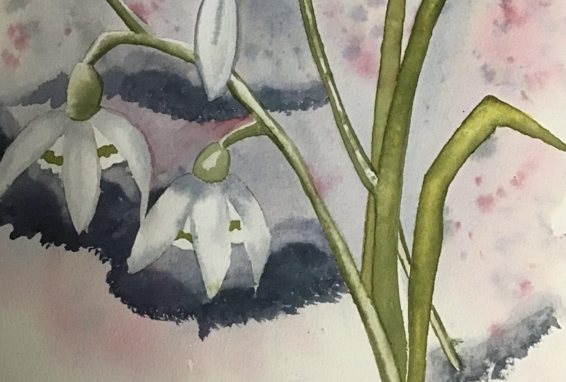 Snowdrops