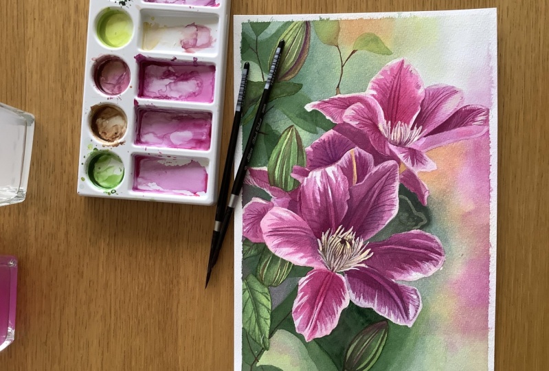 Clematis in watercolour