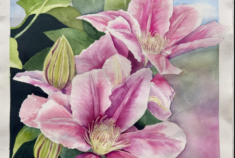 Clematis