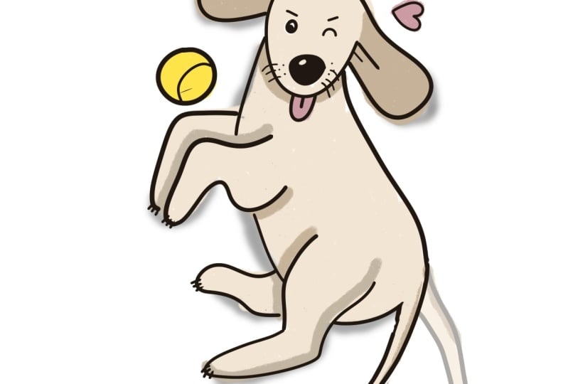 My labradoodle GIF