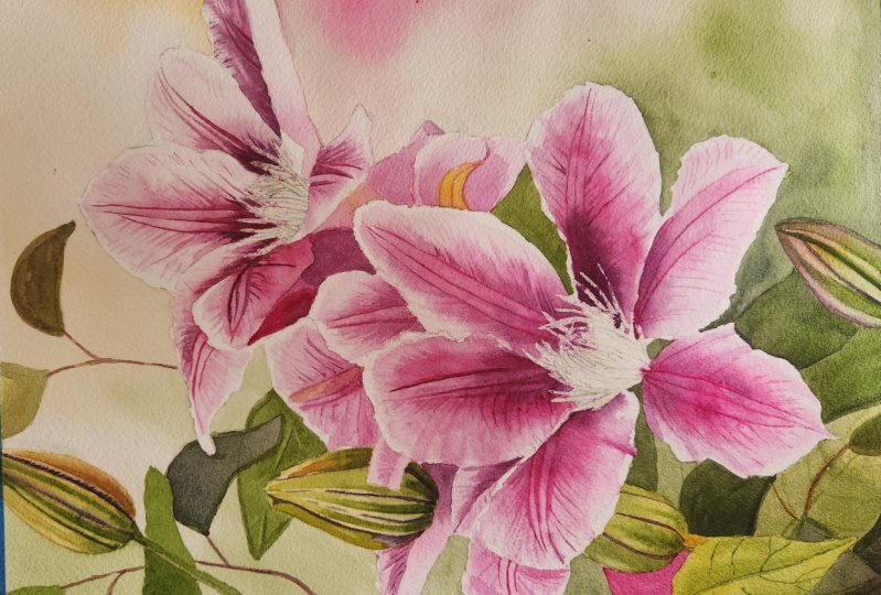 Beautiful Clematis w Krzysztof