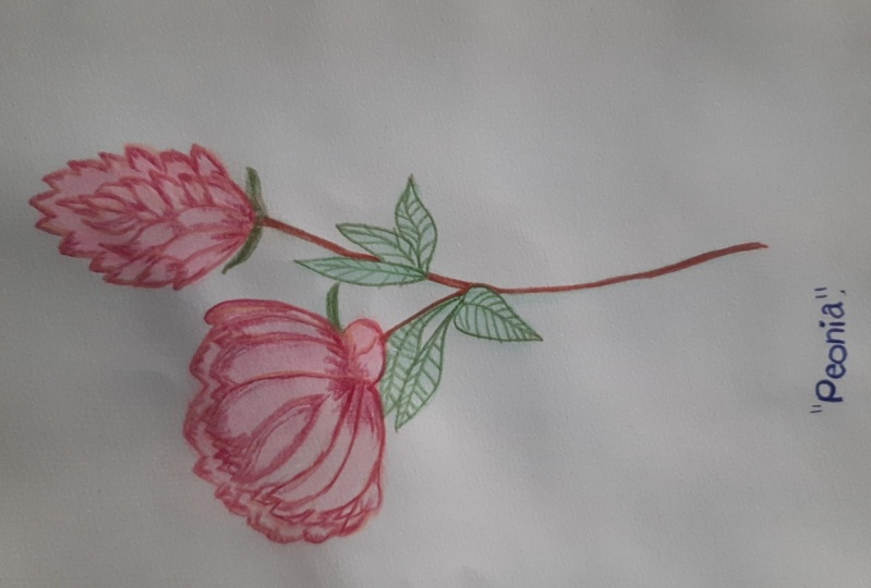 "Peonia"