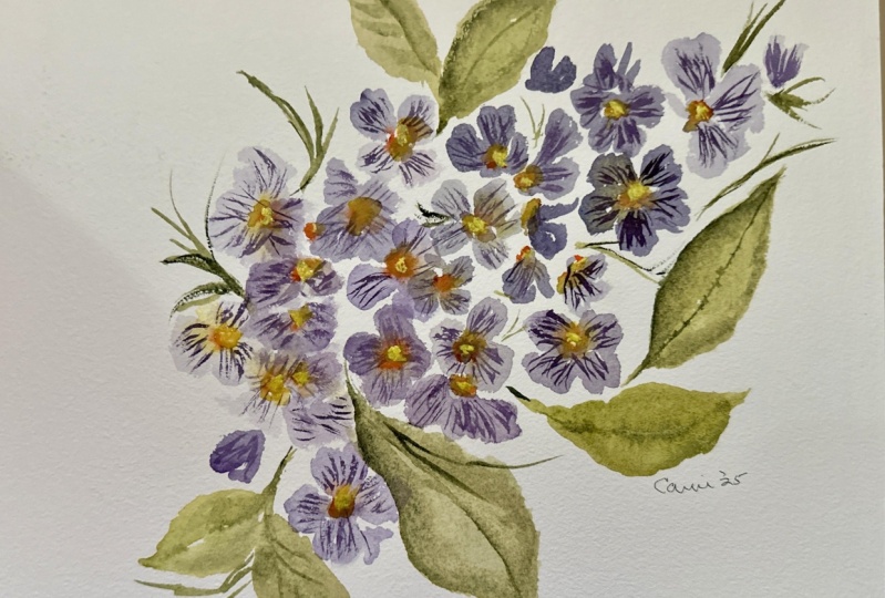 Loose primrose