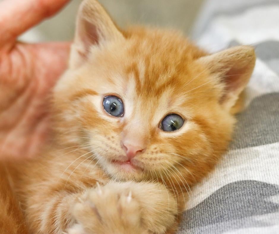 Tiny Orange Kitten - student project