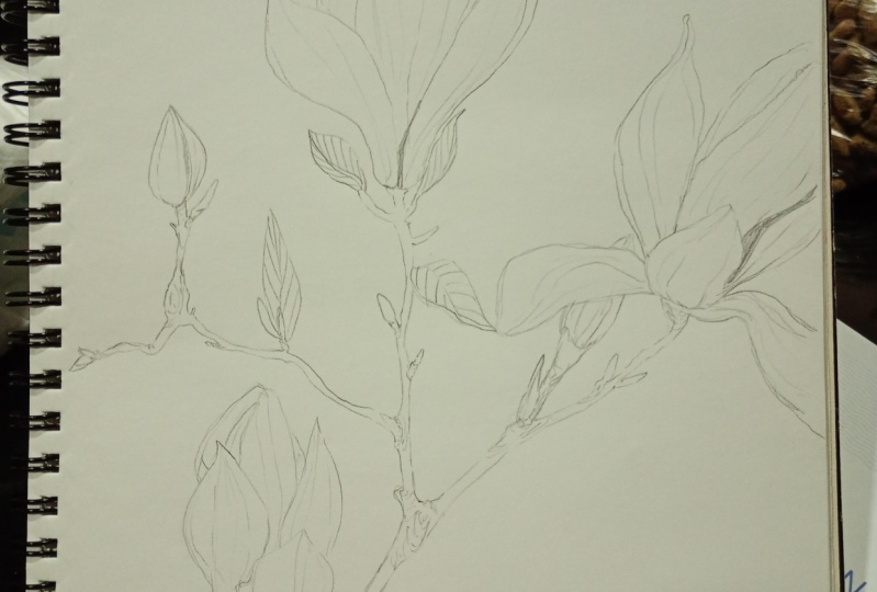 Flores a lápiz