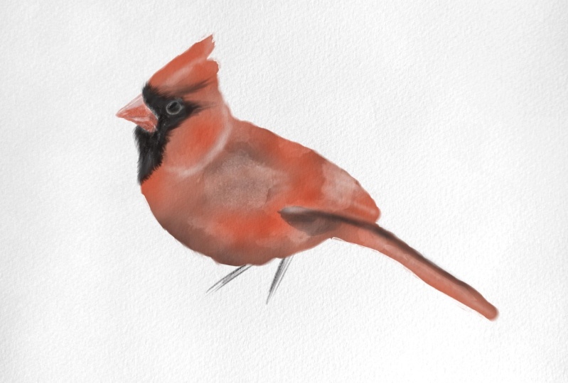 Cardinal