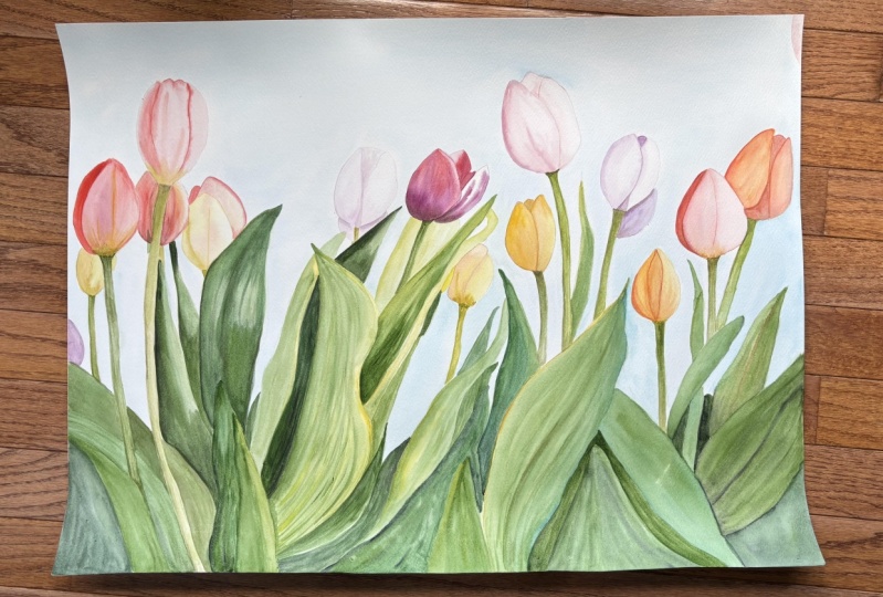 Tulips-botanical watercolor