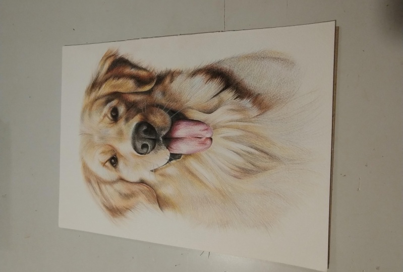 Golden Retriever