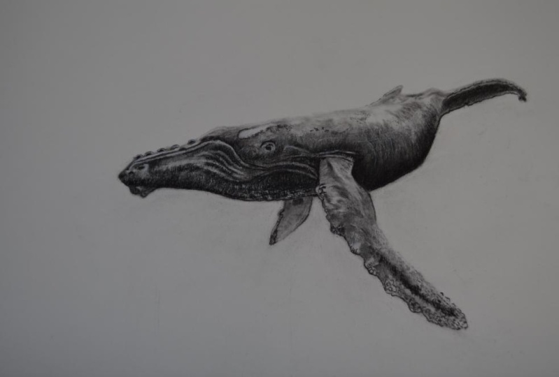 humpback whale