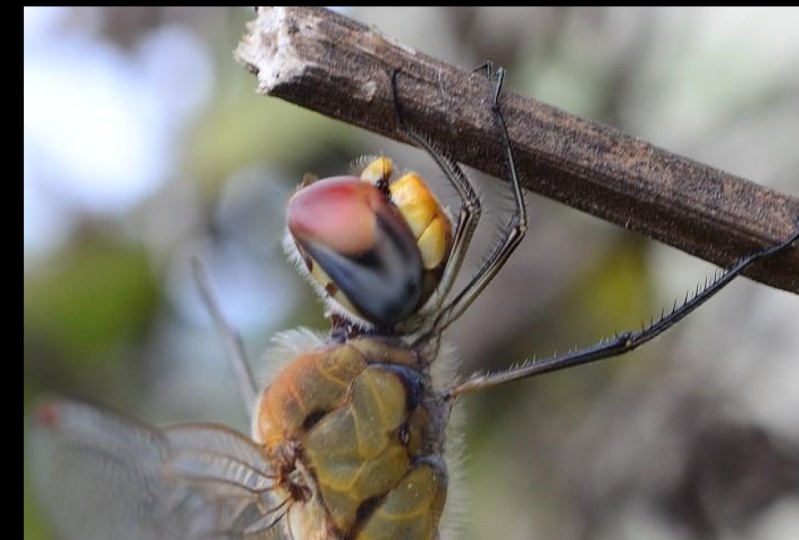 Macro Dragon fly