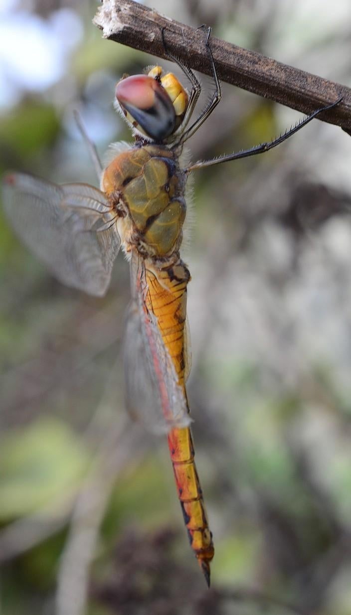 Macro Dragon fly - student project