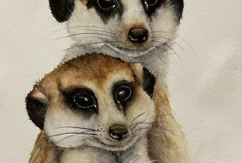 Meercats