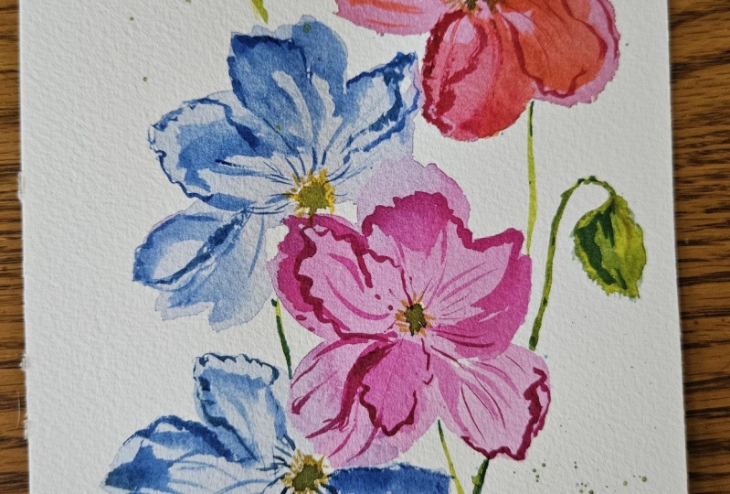 Icelandic poppies