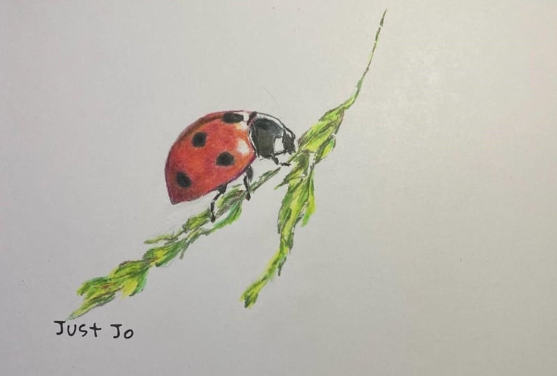 Little Ladybird on a branch.