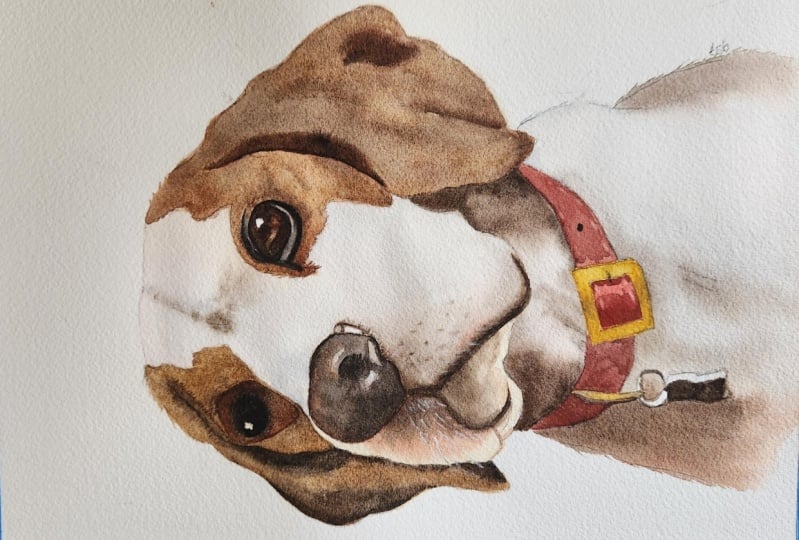 Opie, the beagle