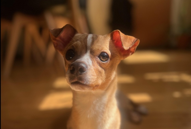 Bruno