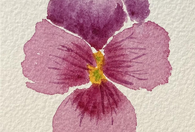Fun Pansy