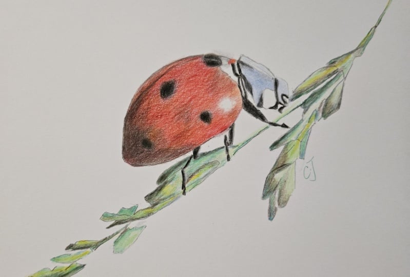 Ladybird pencils