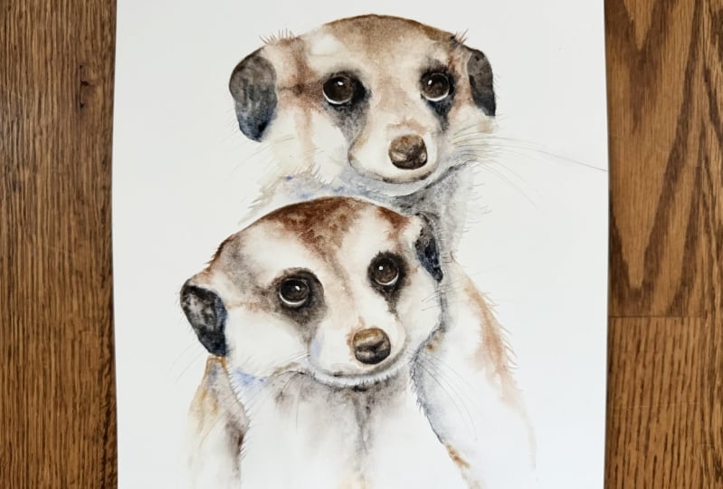 Sweet Meerkats