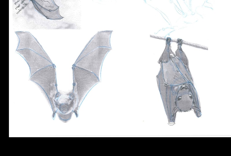 How to draw animals