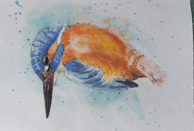 My 1st Kingfisher