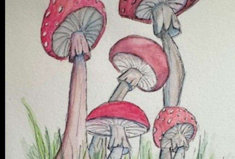 Mushrooms in watercolor