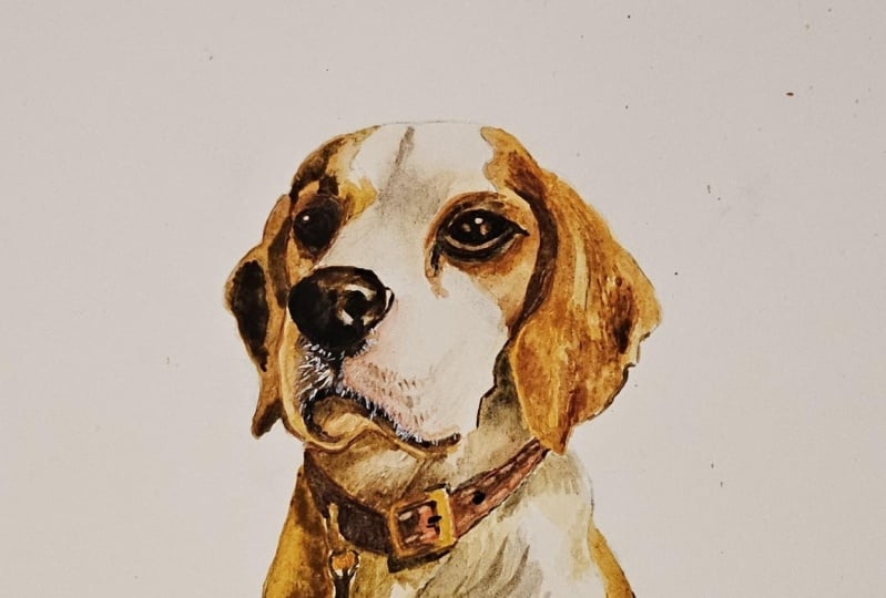Watchful Beagle
