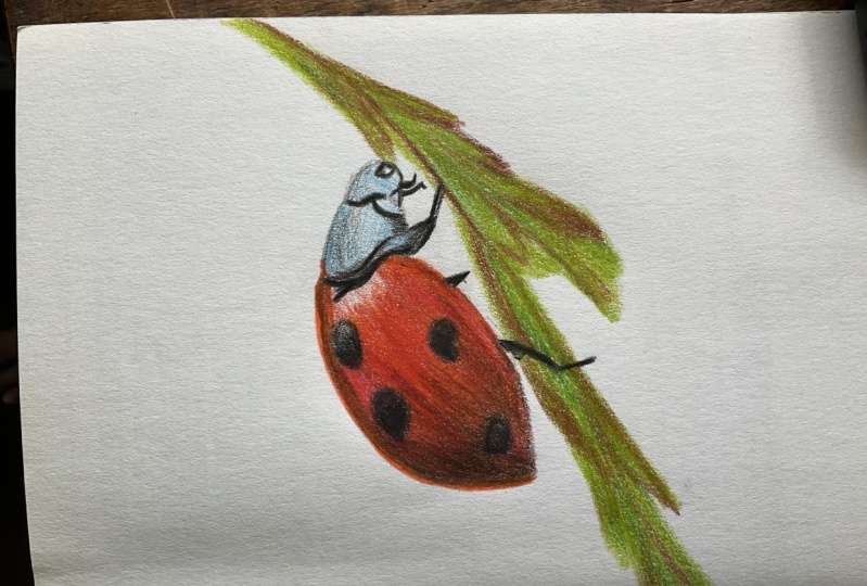 Ladybug