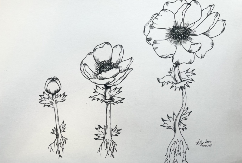 Anemone Stage Drawing