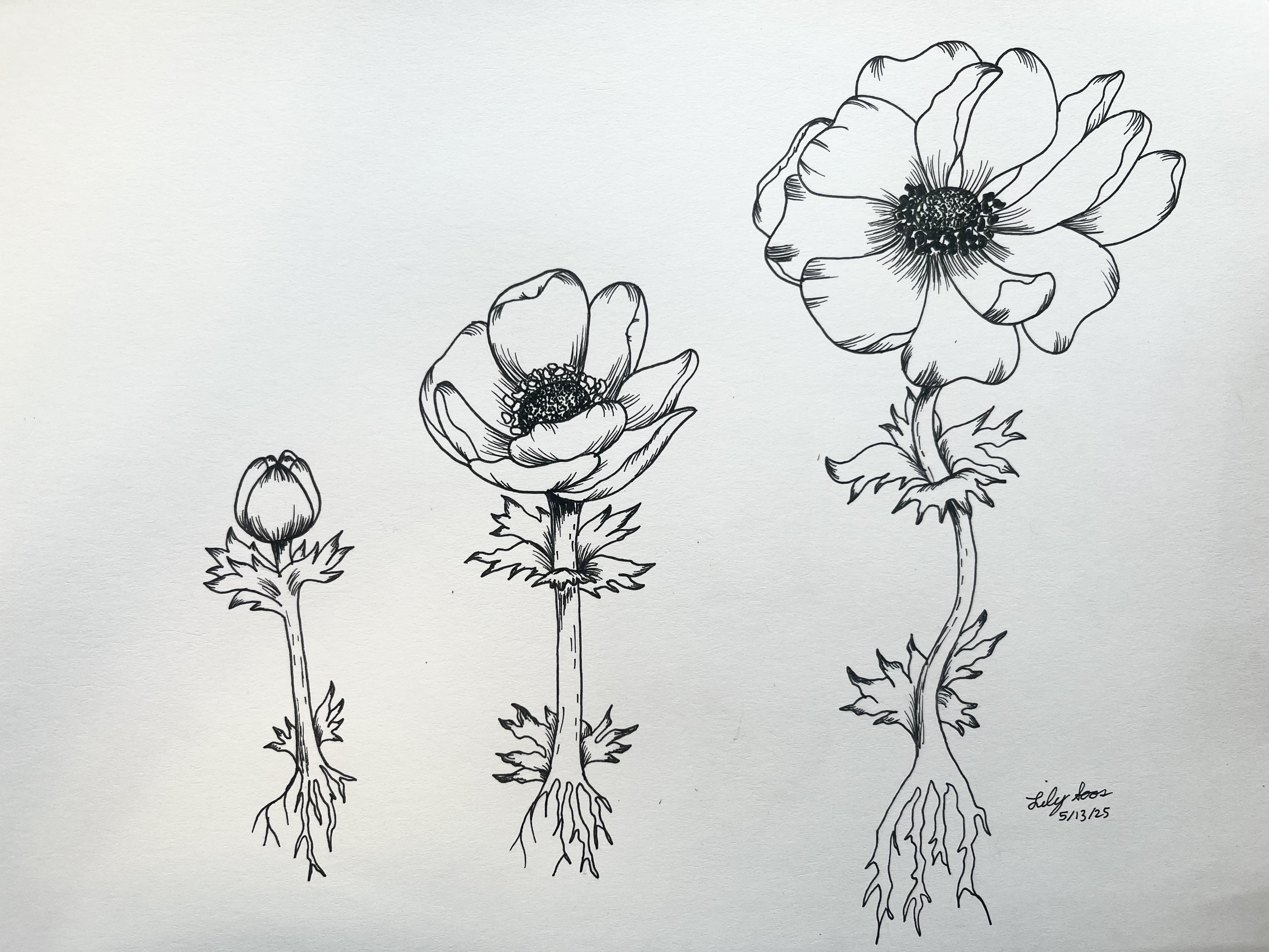 Anemone Stage Drawing - student project