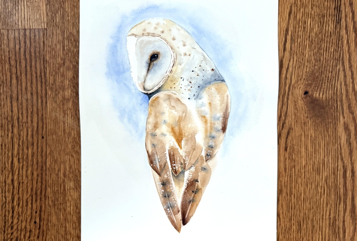 Barn Owl - student project