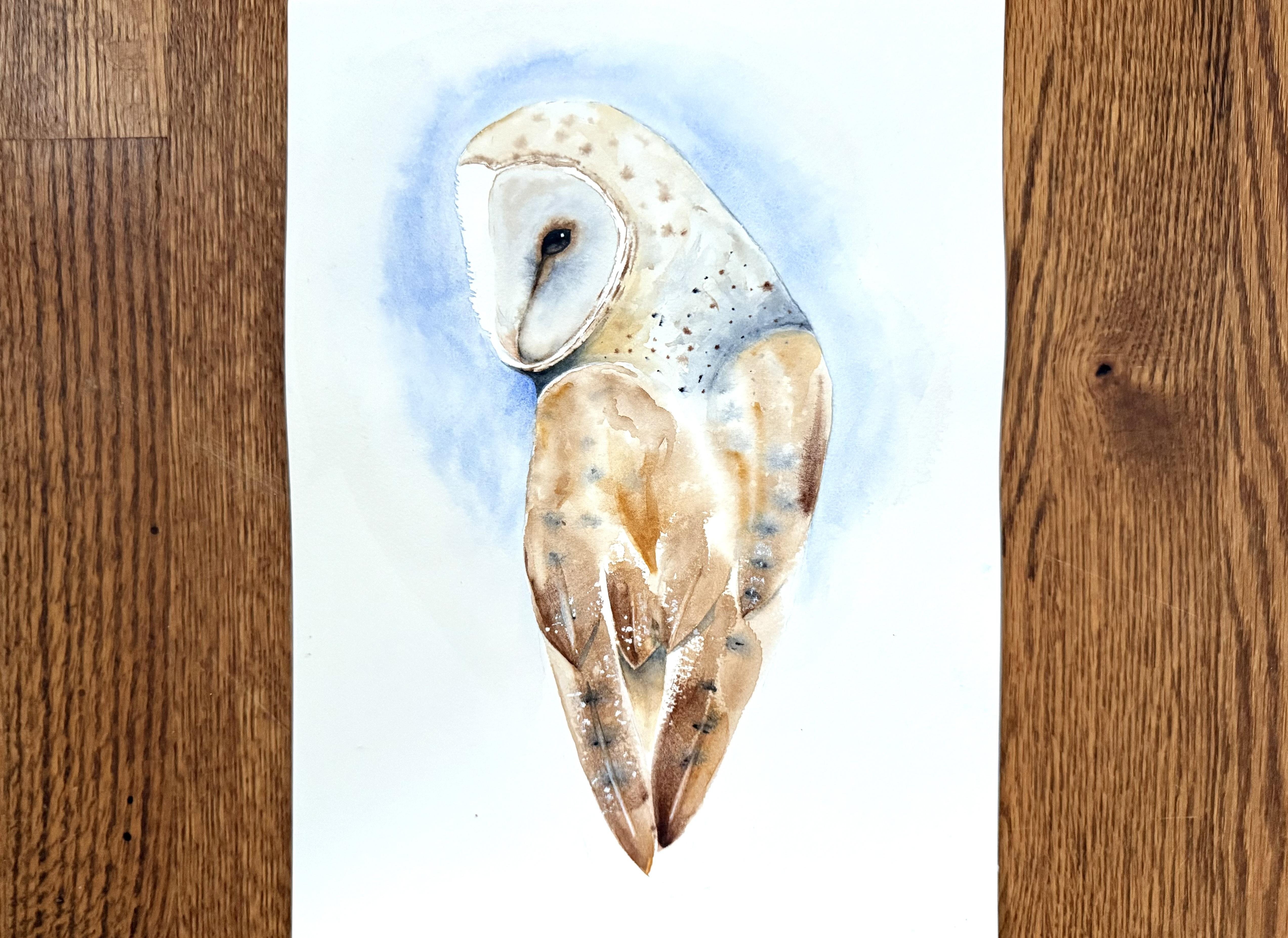 Barn Owl - student project