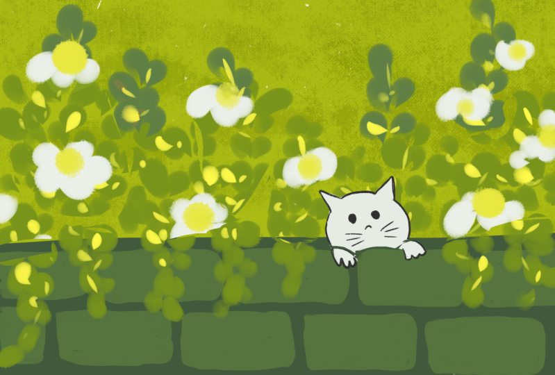 cat