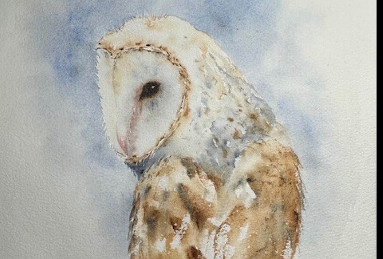 Barn Owl - student project