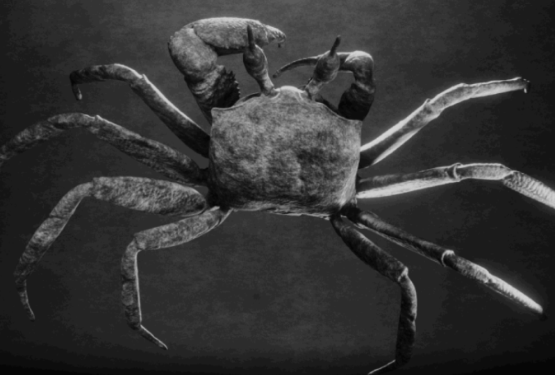 The Crab