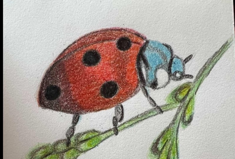 Ladybug
