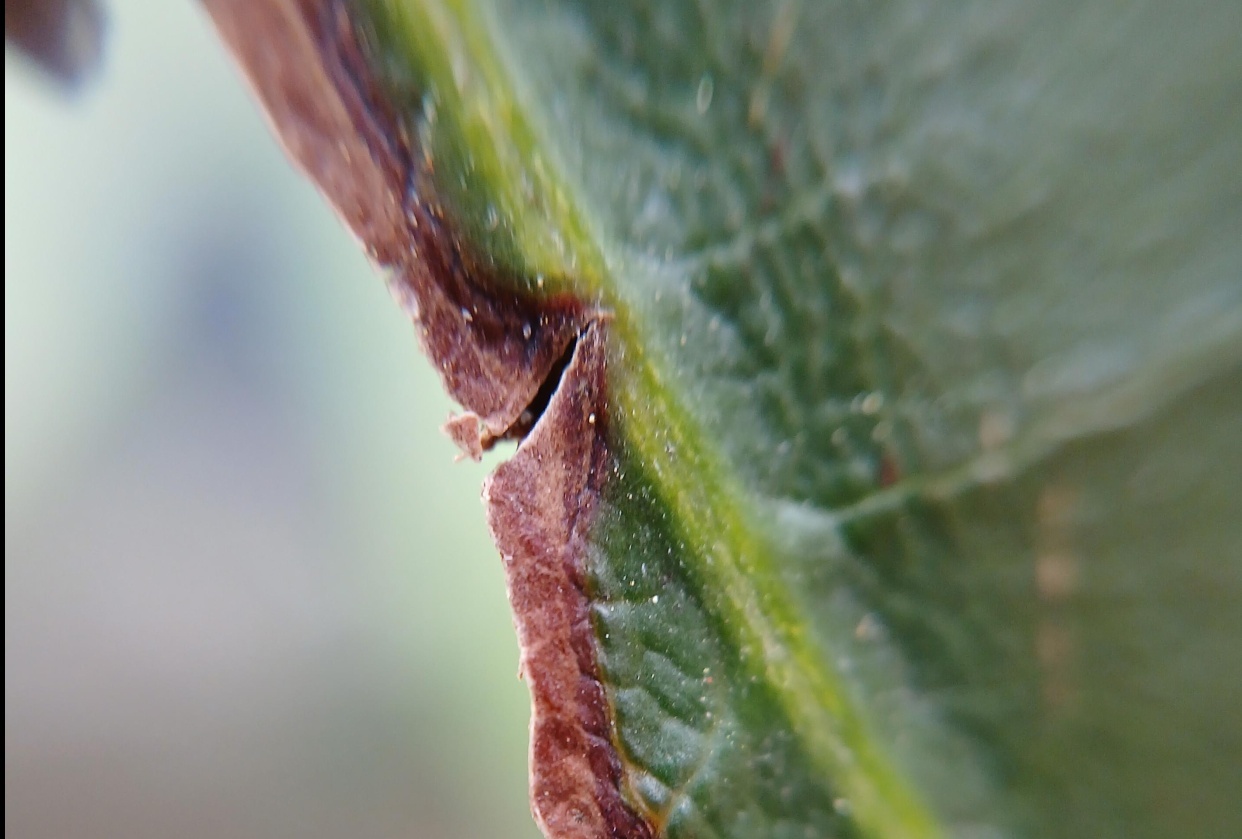 Leaf Decay - student project