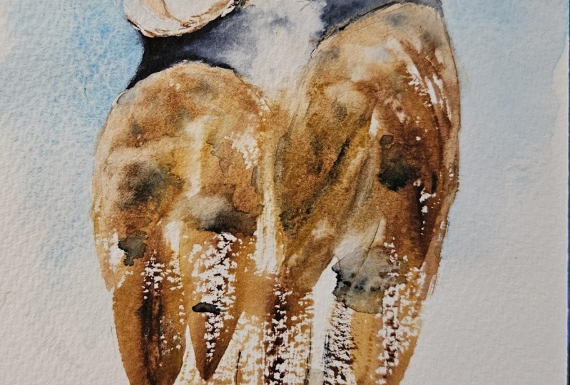 Barn owl - 051925