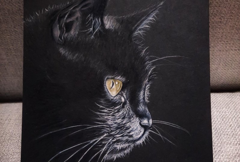 Cat on black paper