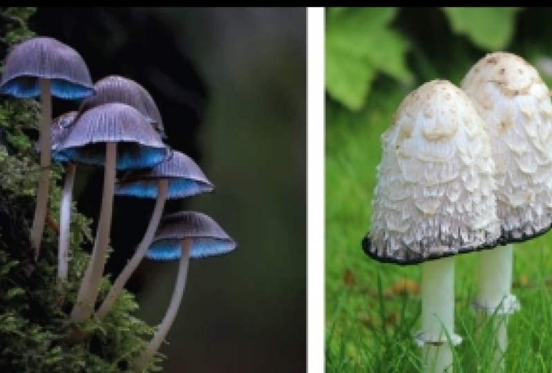 Fun with mushrooms!