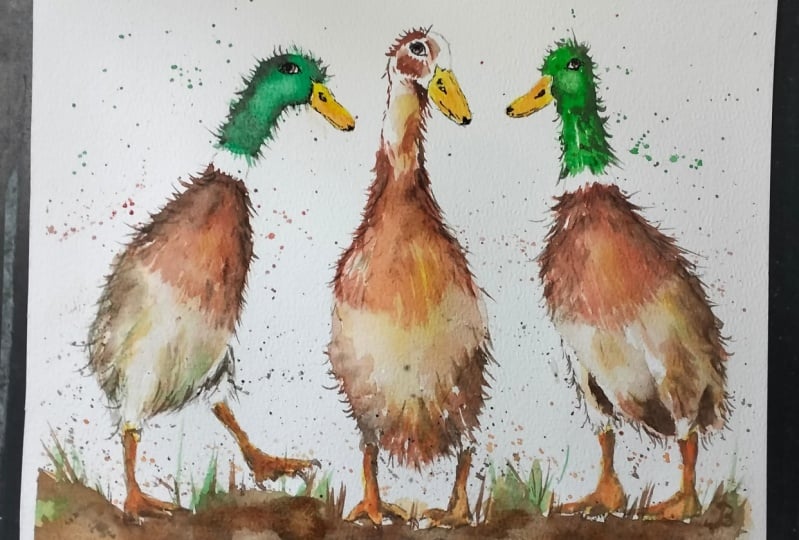 Ducks