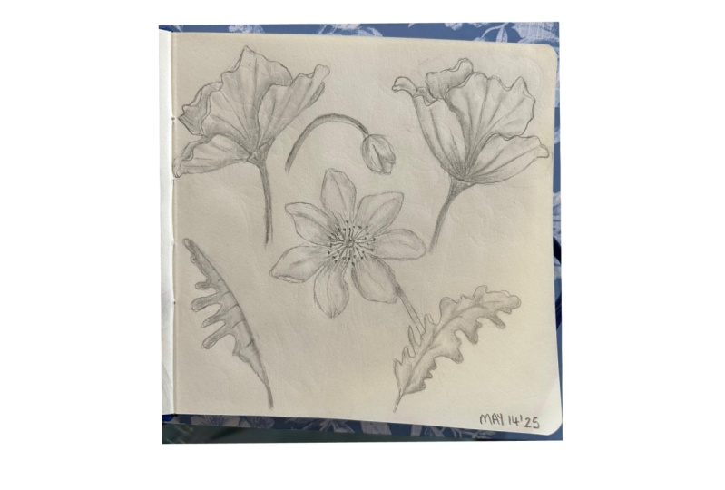 Flower sketch