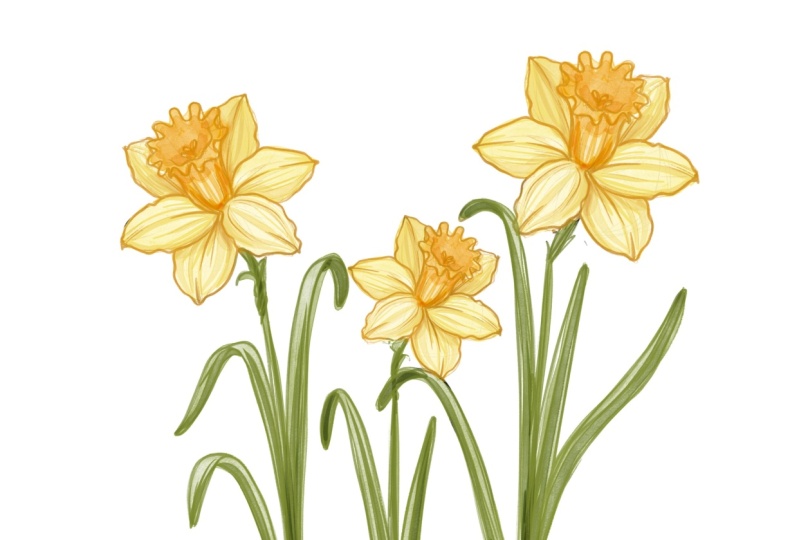 Daffodil Flower